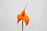 Longwood orange on white-9830.jpg