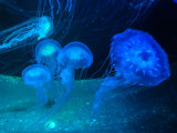 Jelly Fish 1-44.jpg