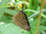 a028.jpg