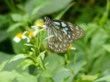 a033.JPG
