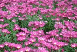 ae003.jpg