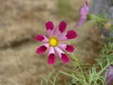 ae065.JPG