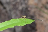 i043.jpg