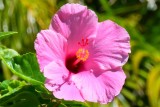 Pink Hibiscus #2 (03/02/2015)