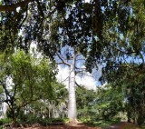 Foster Garden - Quipo Tree (revisited) (04/19/2015)