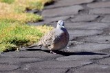 Zebra Dove (06/09/2015)