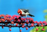 Red-Crested Cardinal - Looking Closely (06/21/2015)