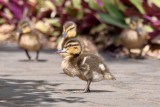 Baby Ducky (06/27/2015)