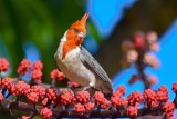 Red-Crested Cardinal (redo) (07/05/2015)