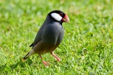 Java Sparrow @ F11 (07/26/2015)