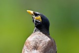 Common Myna - Eye Catching (07/28/2015)