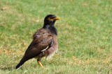 Common Myna - Full Image (08/05/2015)