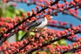 Red-Crested Cardinal - For The Fans (08/06/2015)