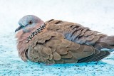 Spotted Dove (10/25/2015)