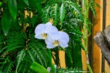 White with Yellow Center Orchids (White Phalaenopsis Orchid) (taken on 03/10/2015)
