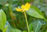 Small Yellow Flower (taken on 12/09/2015)