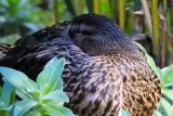 Hawaiian Mallard Duck Where's my beak? (taken on 02/02/2016)