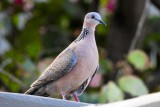 Spotted Dove (taken on 02/04/2016)
