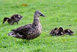 Mama Duck (looking after the baby ducks) (taken on 05/26/2016)