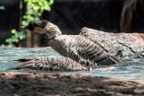 Honolulu Zoo - Hawaiian Nene Goose (cooling down) (taken on 07/20/2016)