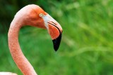 Honolulu Zoo - American Flamingo (water dripping) (taken on 07/20/2016)