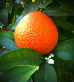 Oranges in the back yard