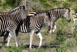 Rovos Africa-2015_004.jpg