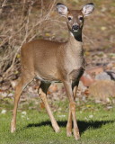 Backyard Buddy