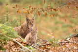 Lynx avec son petit