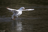 Mouette rieuse