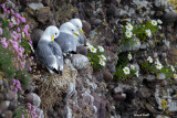 Mouette tridactyle