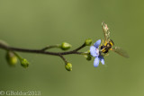 Petite Gupe_Little wasp