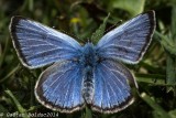 Papillon Azure printanier