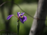 Iris devant cloture-1.jpg