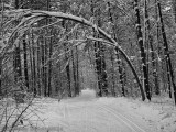 Sentier de ski de fond_Cross-country ski trail