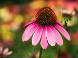 Rudbeckie Pourpre (Echinacea) Purple Rudbeckia