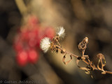 Dry herbs