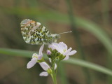 Oranjetipje - Anthocharis cardamines