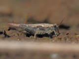 Zanddoorntje - Tetrix ceperoi - Ceperos Groundhopper