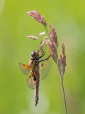 Four-spotted chaser - Libellula quadrimaculata - Viervlek