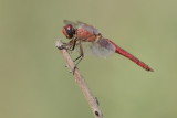 Red Chaser - Libellula pontica - Rode korenbout