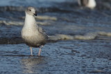 Iceland Gull - Larus glaucoides glaucoides - Kleine burgemeester