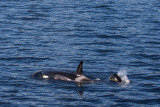 Orca, Killer Whale and very young calf
