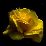That time of the year again when the roses are back at Howard Davis Park