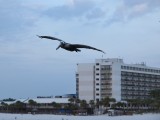 Pelican in flight at Clearwater Beach