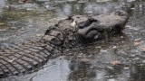 Gator at Homosassa Springs