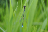 Rainbow Bluet ( Enallagma antennatum ) male