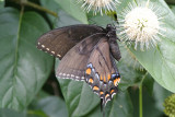 Eastern Tiger Swallowtail (Papilio glaucus ) female dark