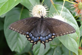 Eastern Tiger Swallowtail (Papilio glaucus ) female dark