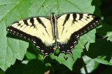 Eastern Tiger Swallowtail (Papilio glaucus ) male 